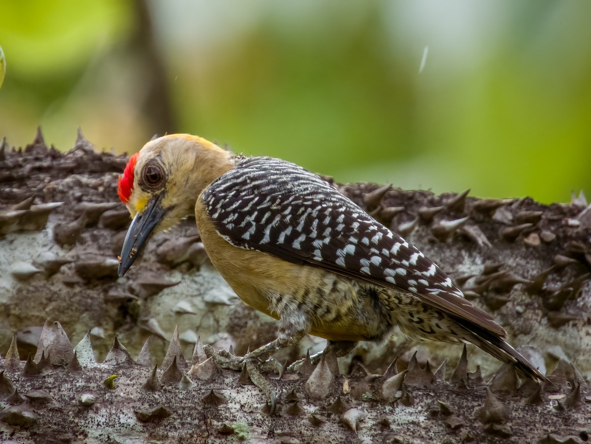 Hoffmann's Woodpecker - Imogen Warren