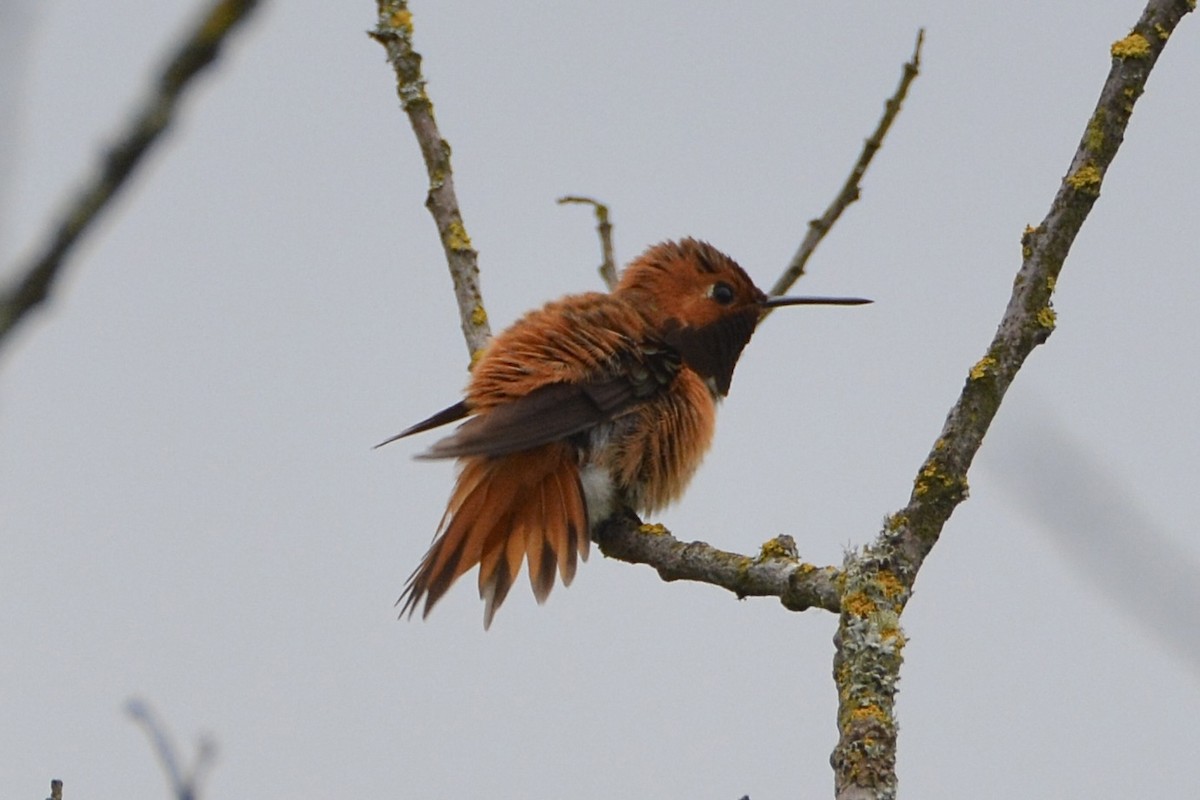 Rufous Hummingbird - lise owens