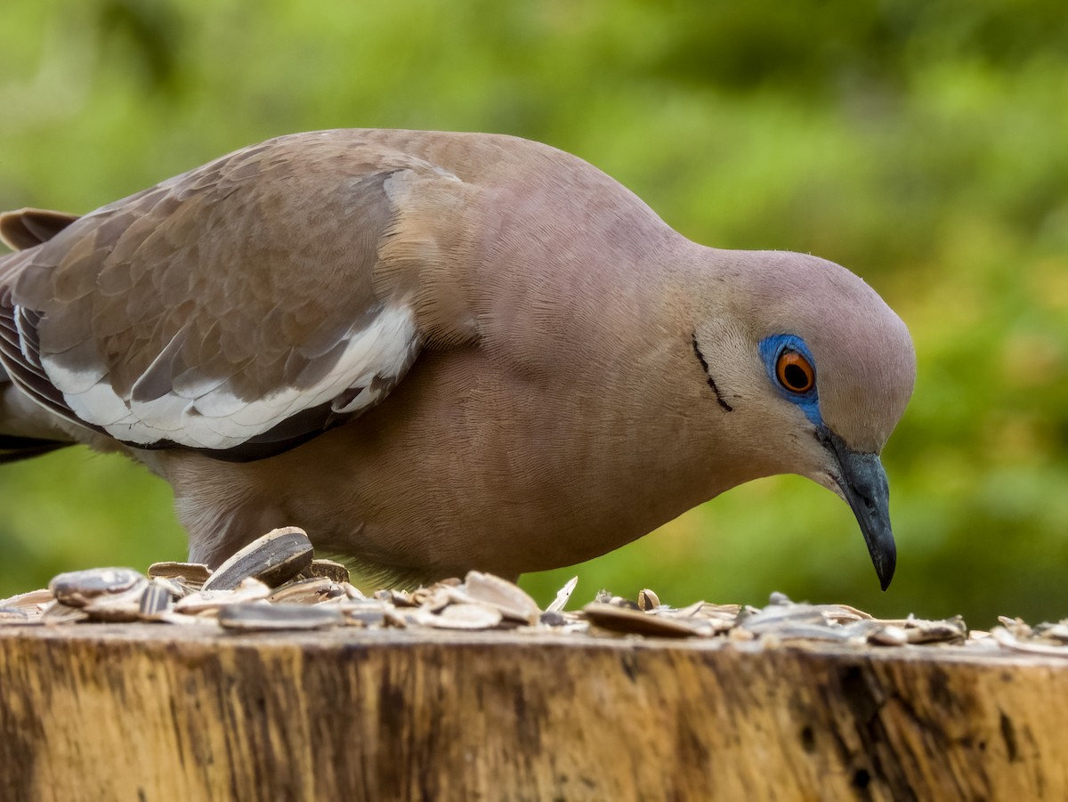 White-winged Dove - Imogen Warren