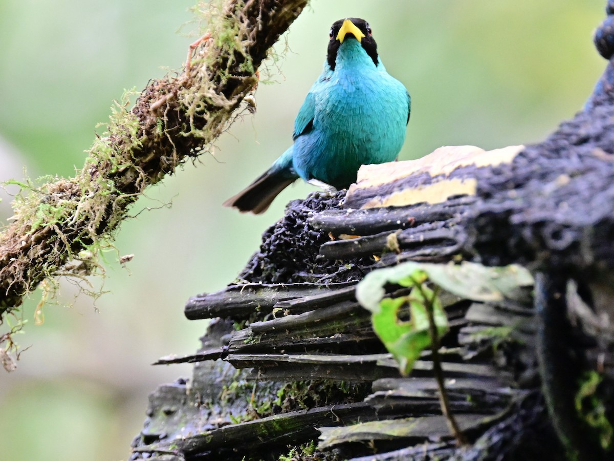 Green Honeycreeper - Vivian Fung