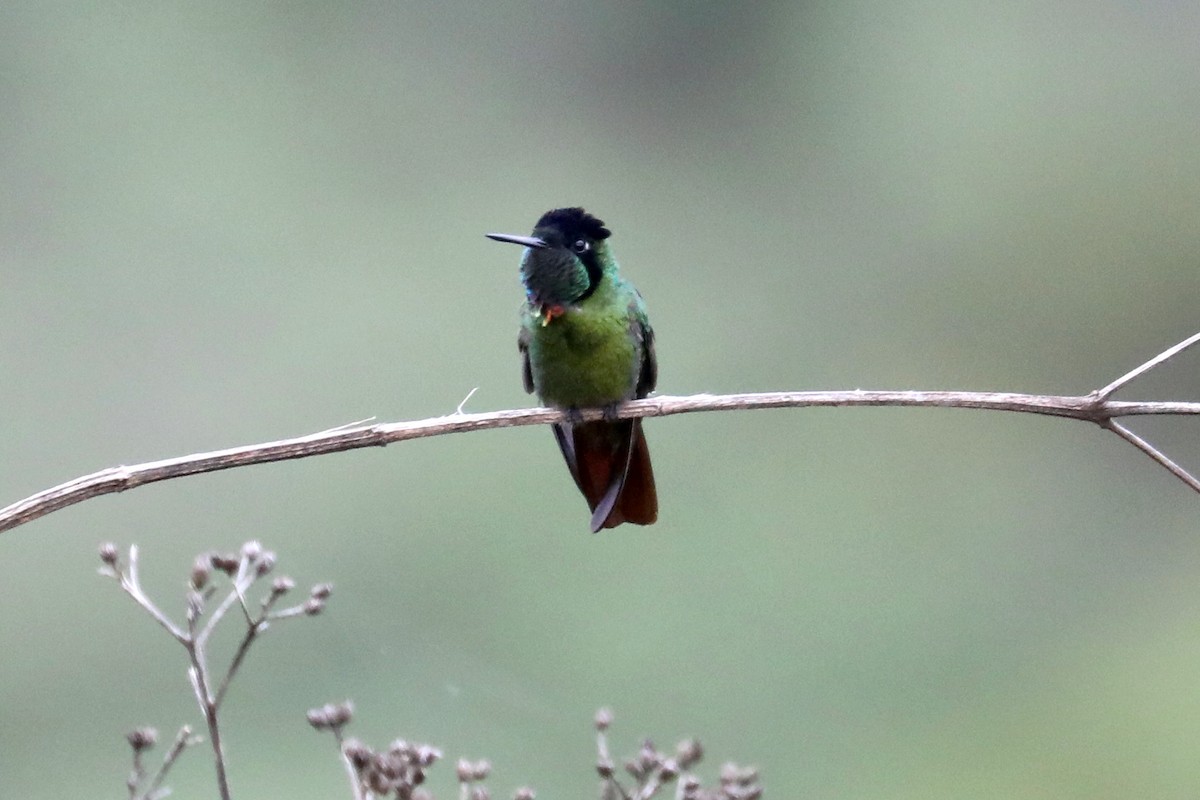 Colibri lumachelle - ML619605756