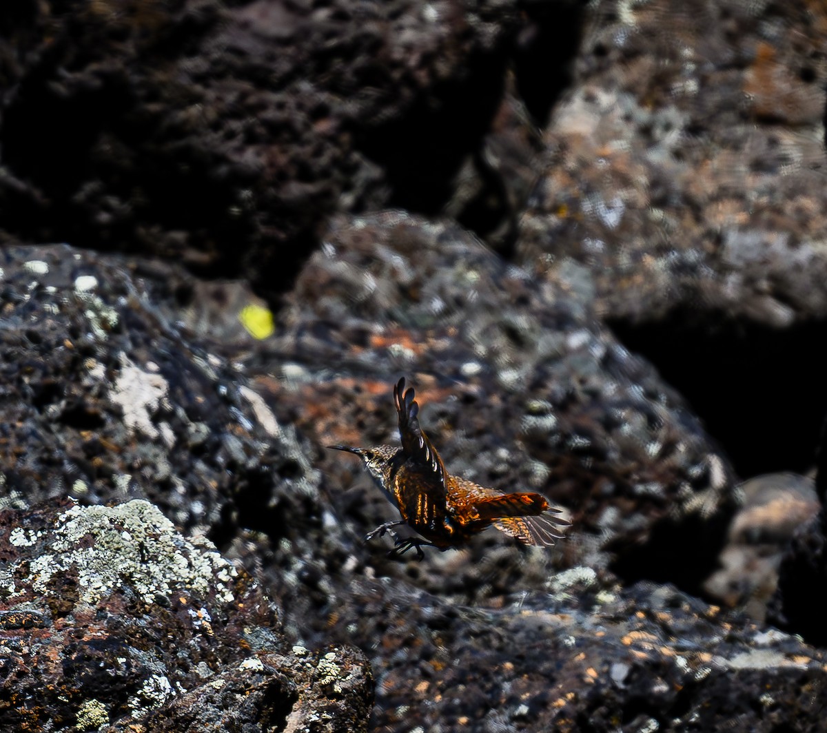 Canyon Wren - Ken Miracle