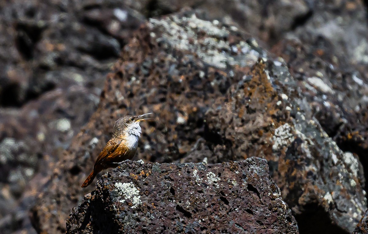 Canyon Wren - Ken Miracle