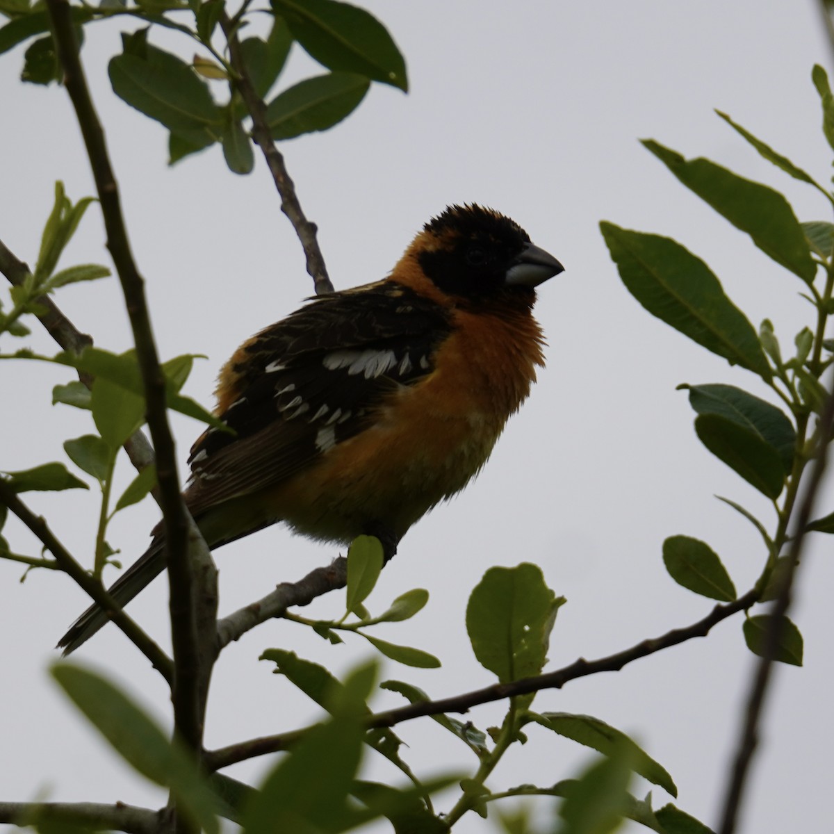 Black-headed Grosbeak - Matthew Mottern