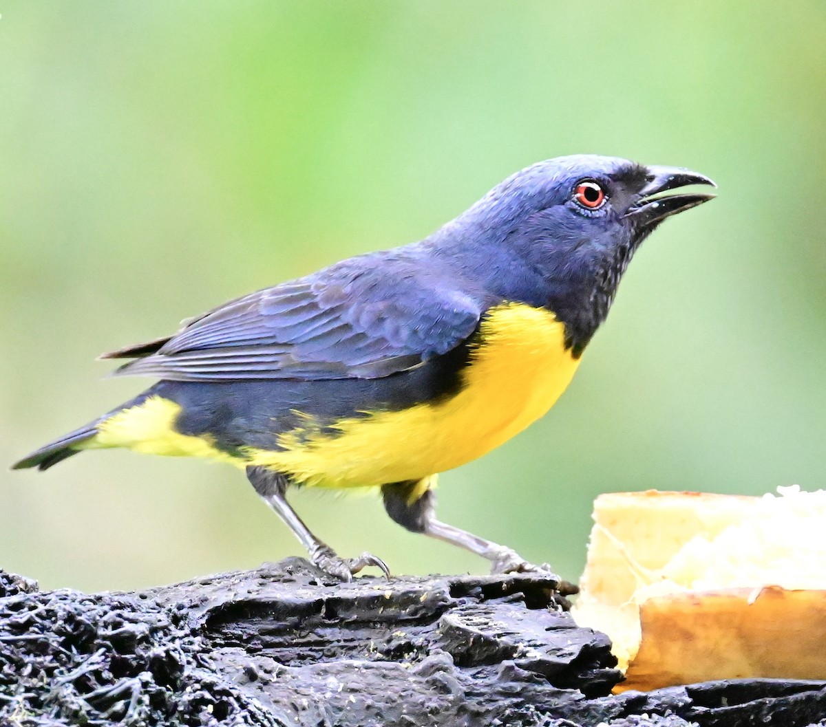 Blue-and-gold Tanager - ML619605797