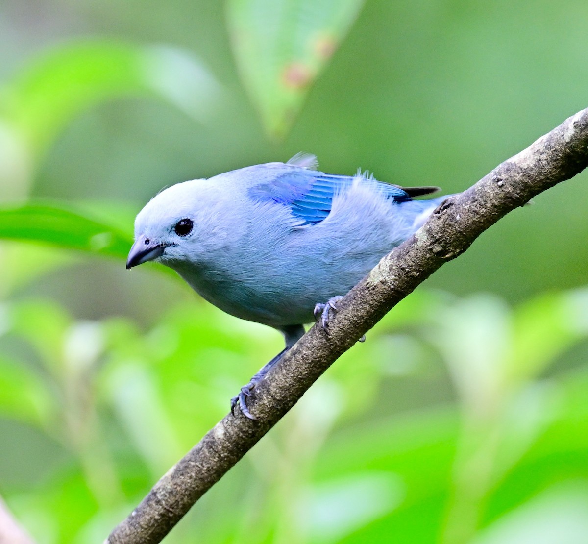 Blue-gray Tanager - Vivian Fung