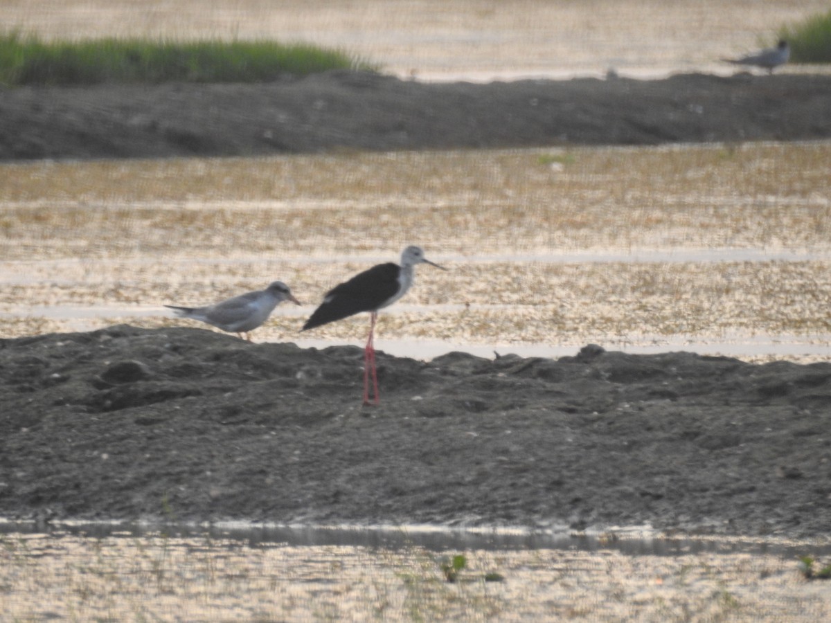 Black-winged Stilt - Bhavuk Vijay