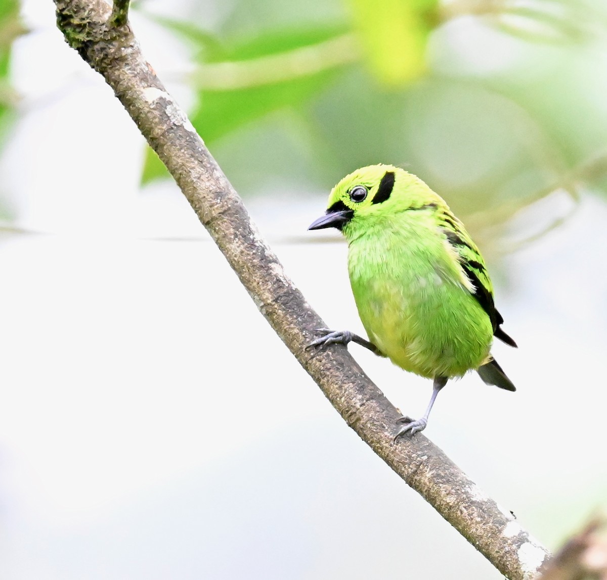 Emerald Tanager - ML619605810