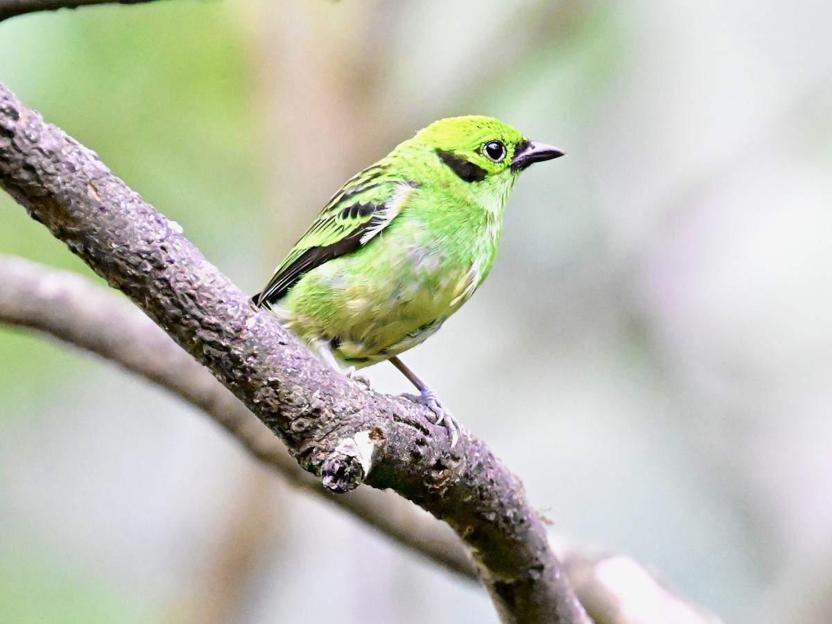 Emerald Tanager - ML619605812