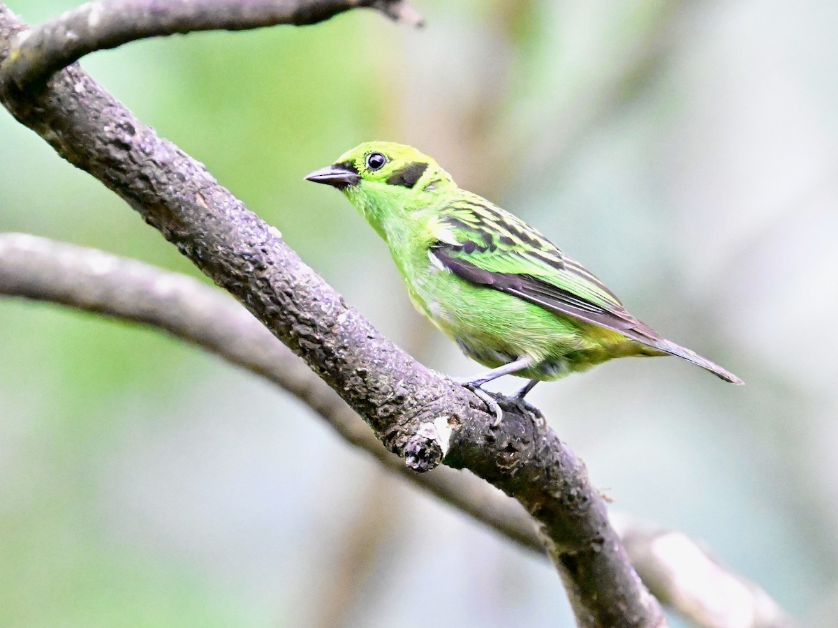 Emerald Tanager - Vivian Fung