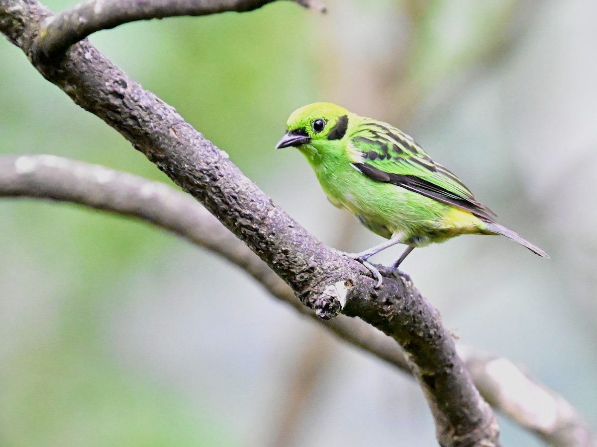 Emerald Tanager - Vivian Fung