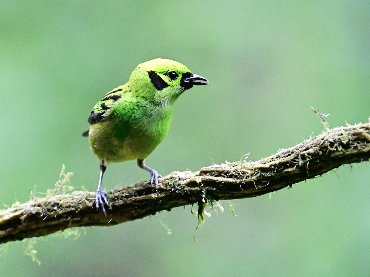 Emerald Tanager - Vivian Fung