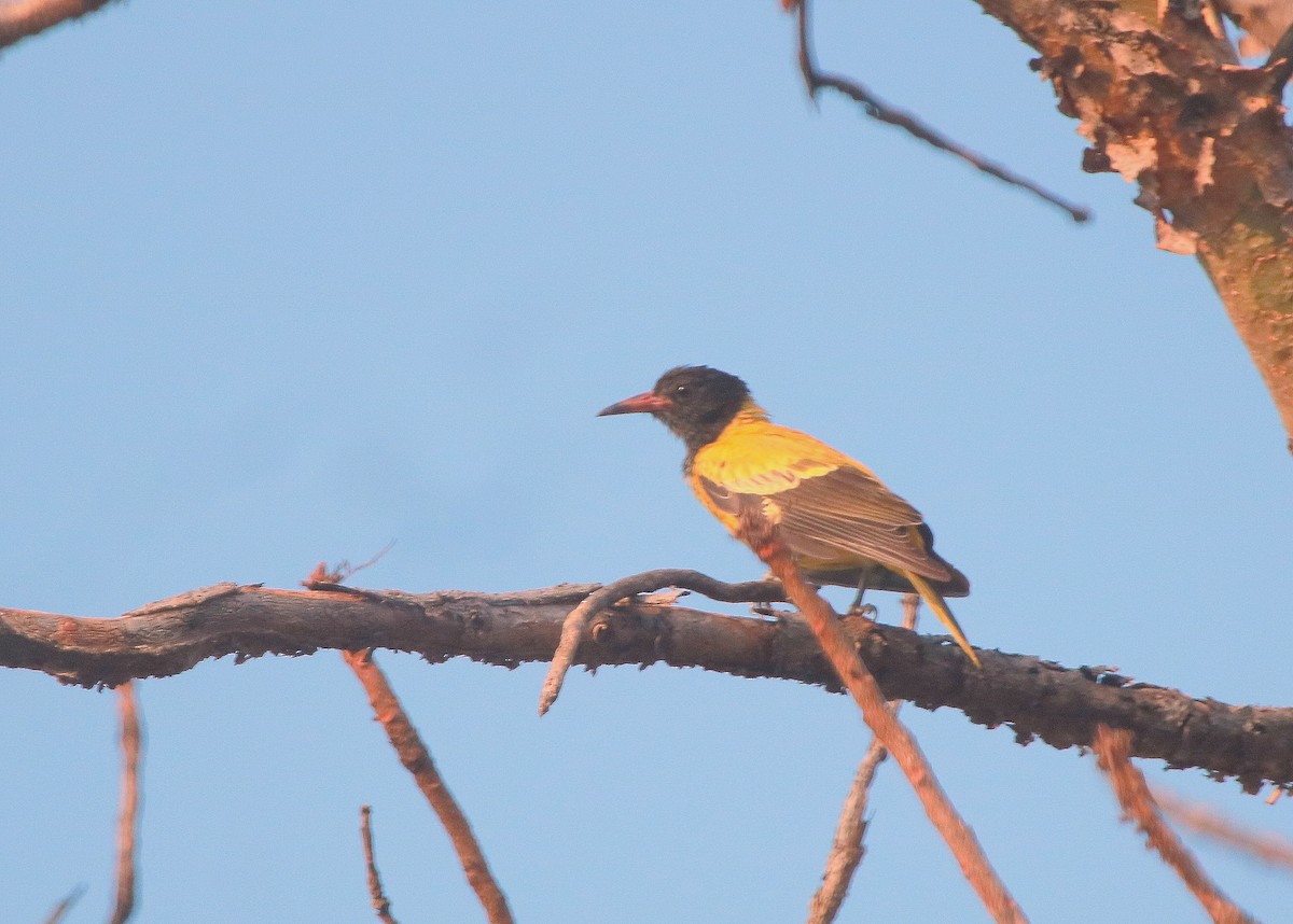 Black-hooded Oriole - Jagat Flora