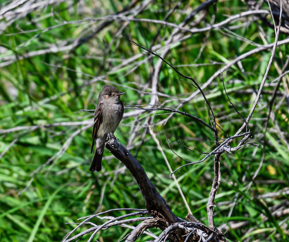 Western Wood-Pewee - Ken Miracle