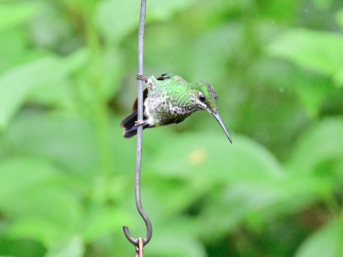 kolibřík subtropický - ML619605841