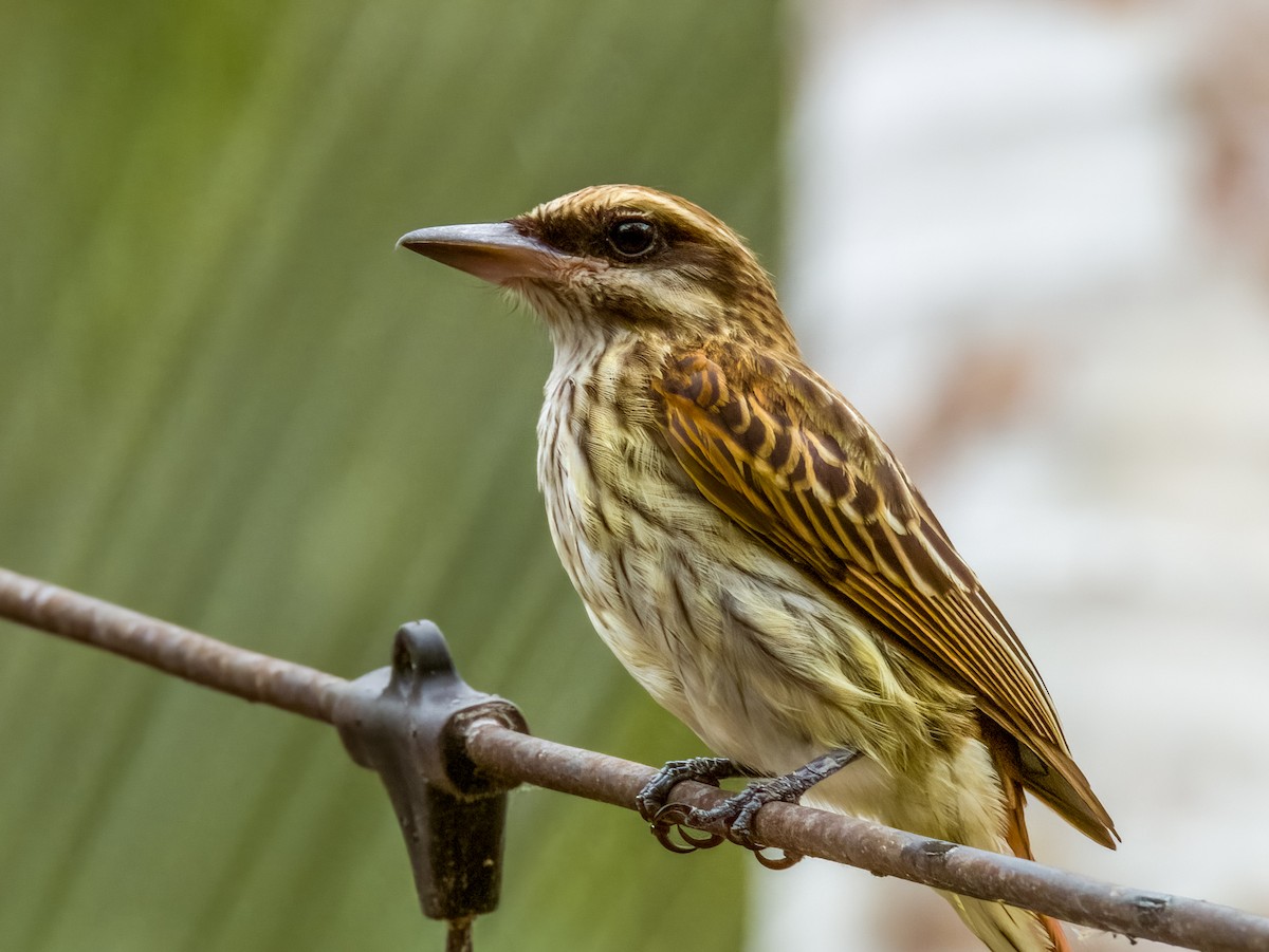 Streaked Flycatcher - Imogen Warren