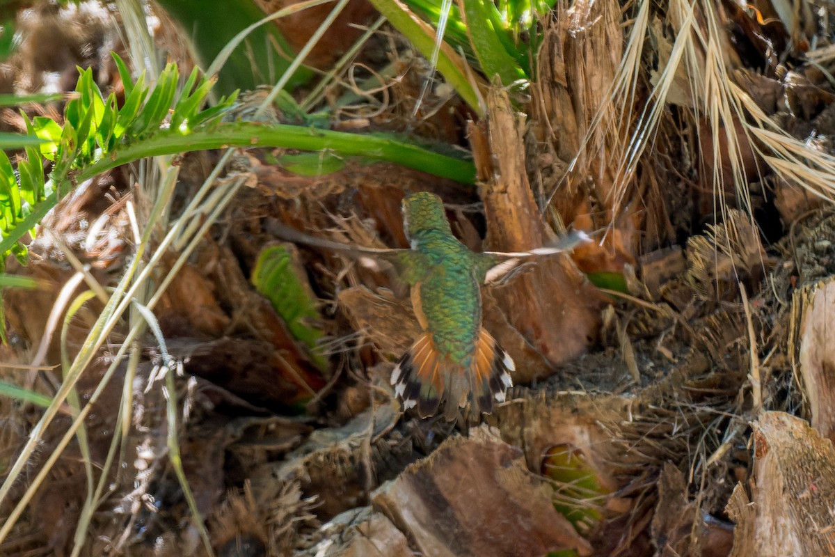 Allen's Hummingbird - ML619605851