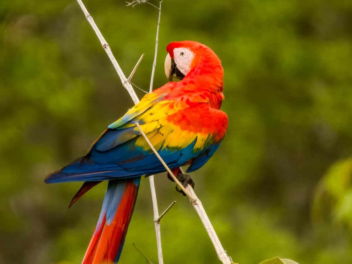 Scarlet Macaw - Imogen Warren