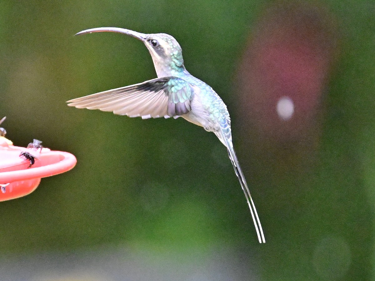 Green Hermit - Vivian Fung