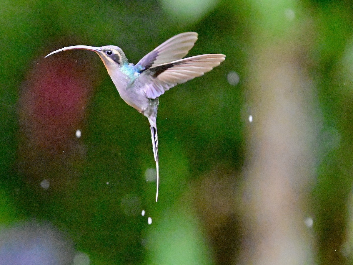 Green Hermit - Vivian Fung