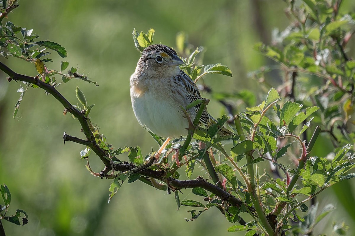 Grasshopper Sparrow - Dominic Ricci