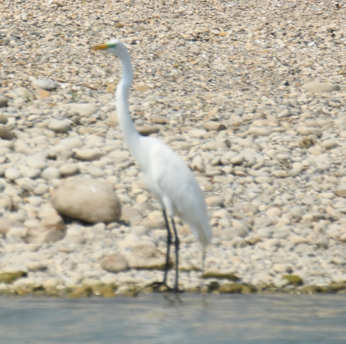 Great Egret - Leonardo Guzmán (Kingfisher Birdwatching Nuevo León)