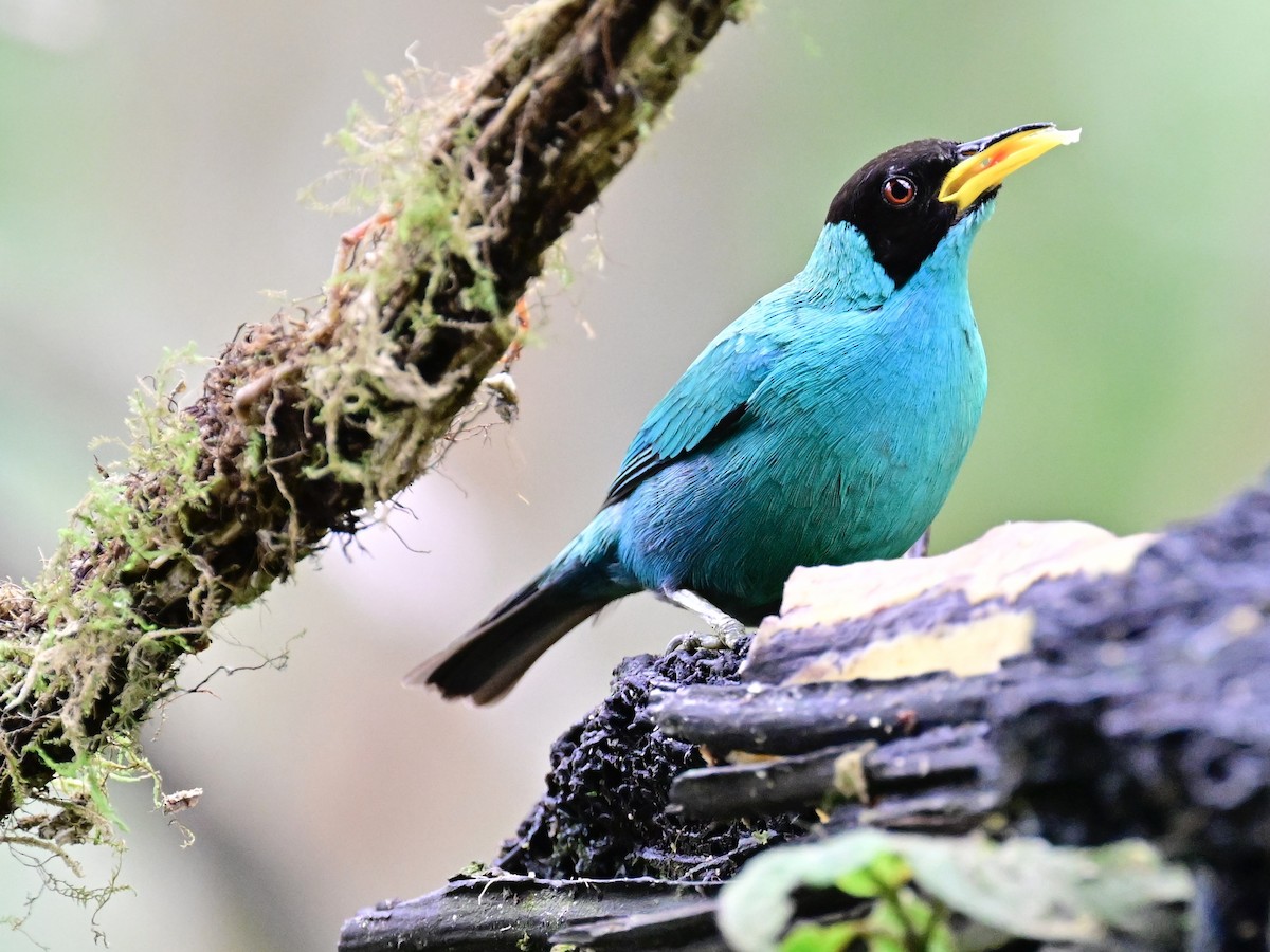 Green Honeycreeper - Vivian Fung