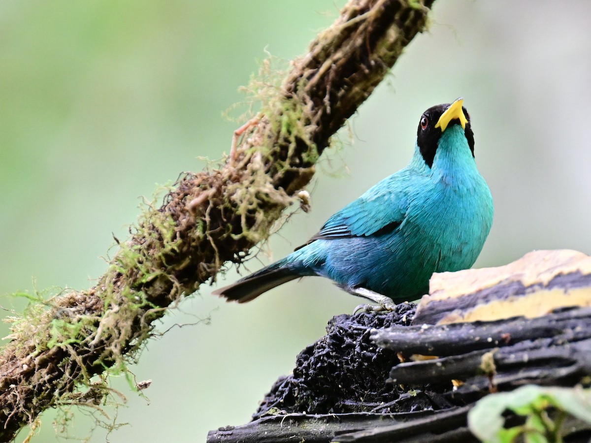 Green Honeycreeper - Vivian Fung