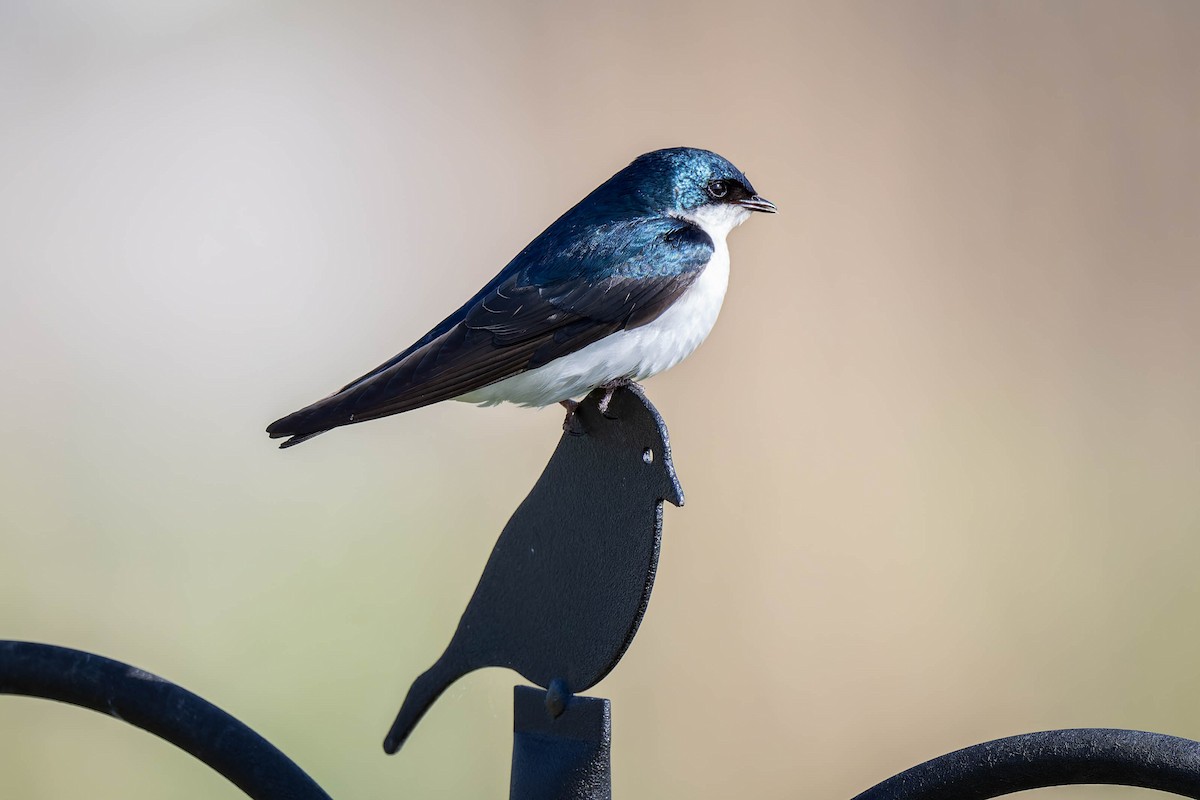 Tree Swallow - Dominic Ricci