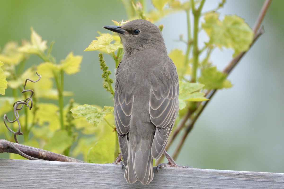 European Starling - lise owens