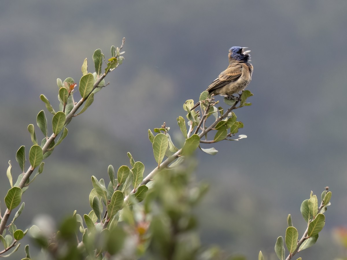 Blue Grosbeak - Robert Hamilton