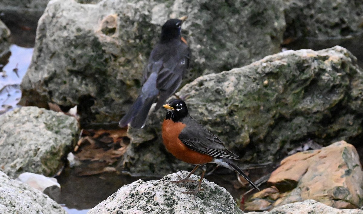 American Robin - Tim Saylor