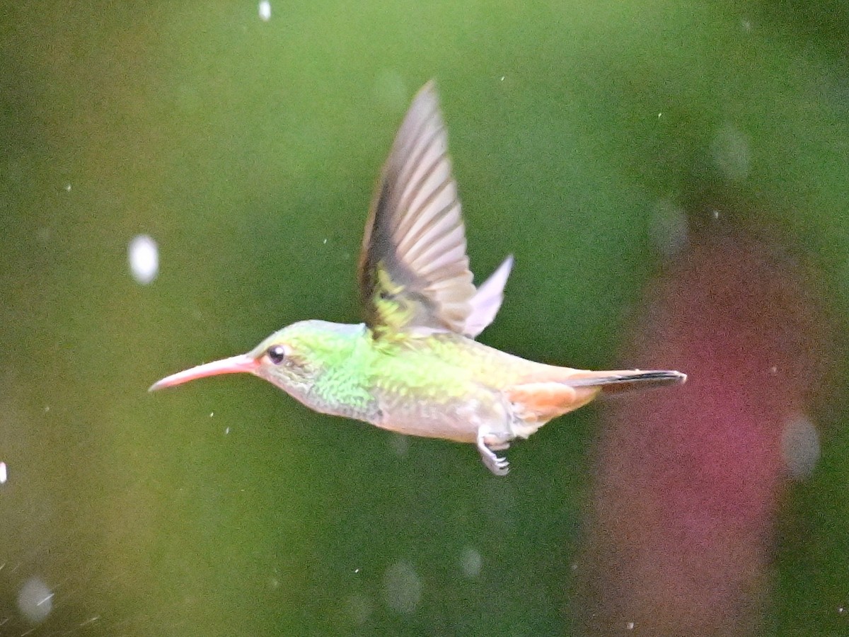 Rufous-tailed Hummingbird - Vivian Fung