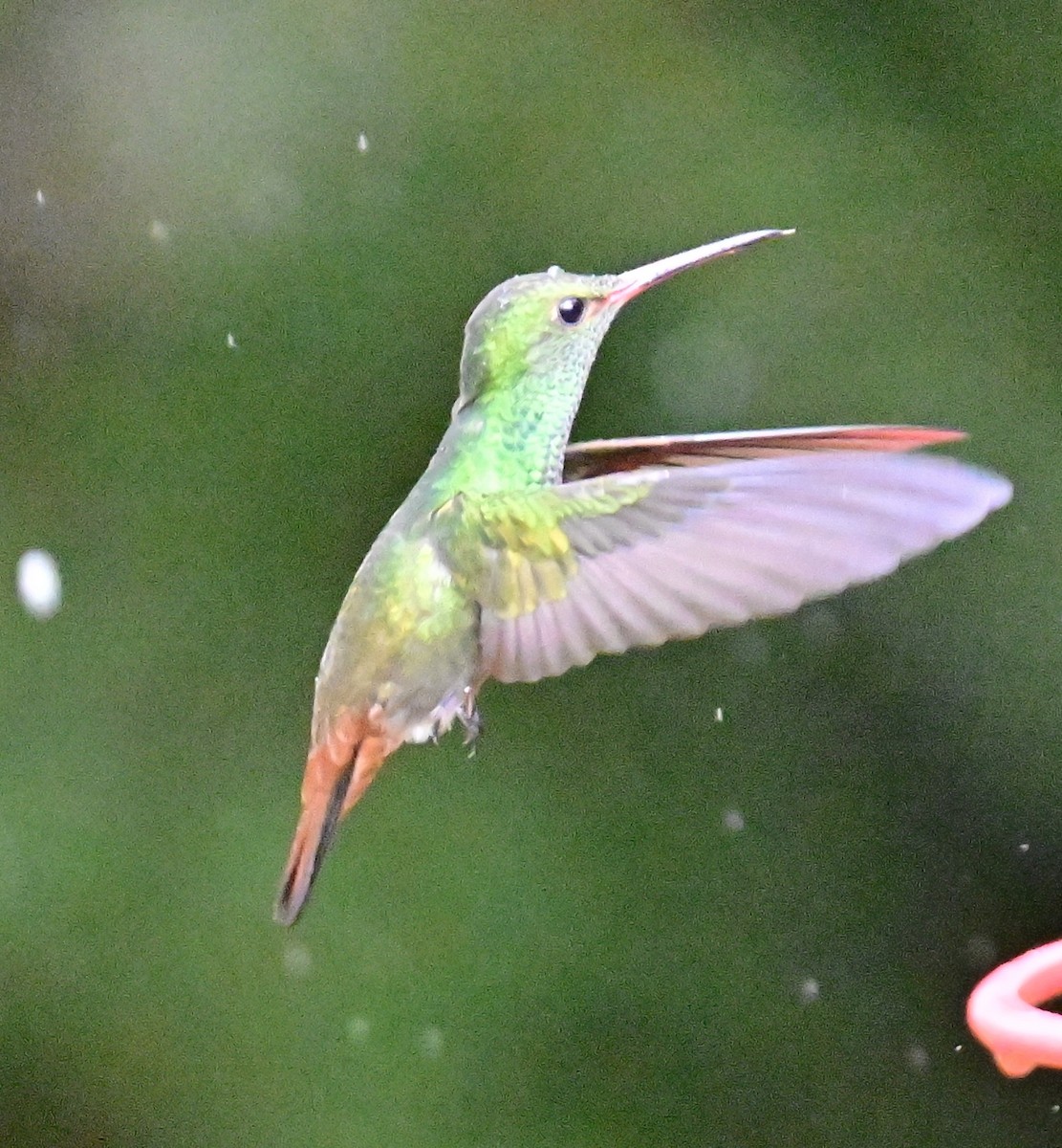 Rufous-tailed Hummingbird - Vivian Fung