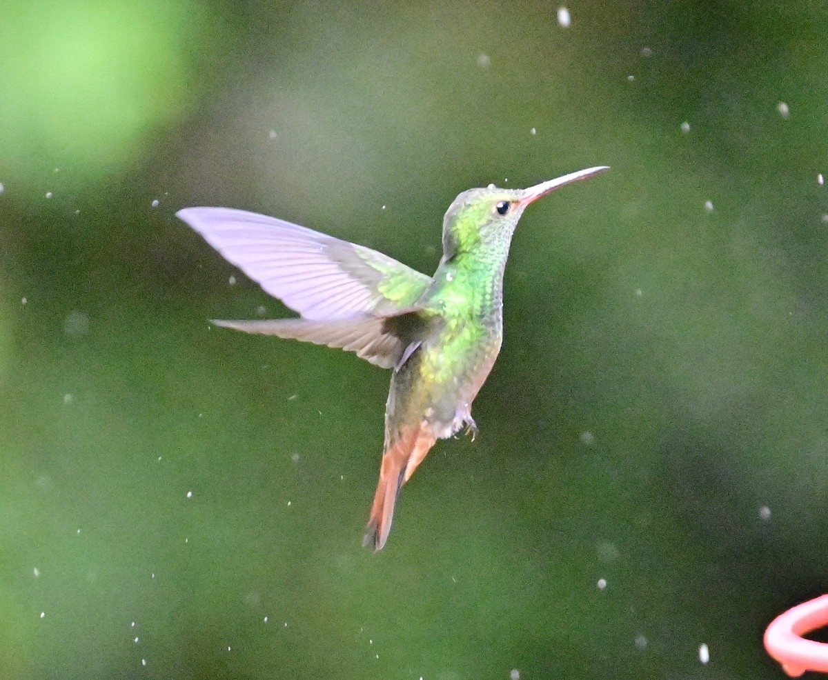 Rufous-tailed Hummingbird - Vivian Fung