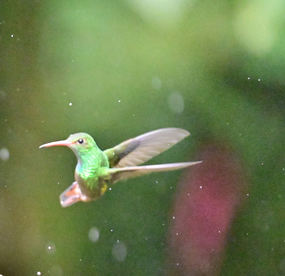 Rufous-tailed Hummingbird - Vivian Fung