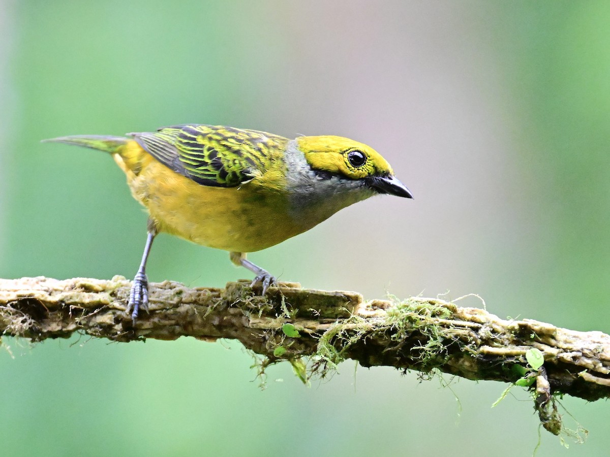 Silver-throated Tanager - ML619605898