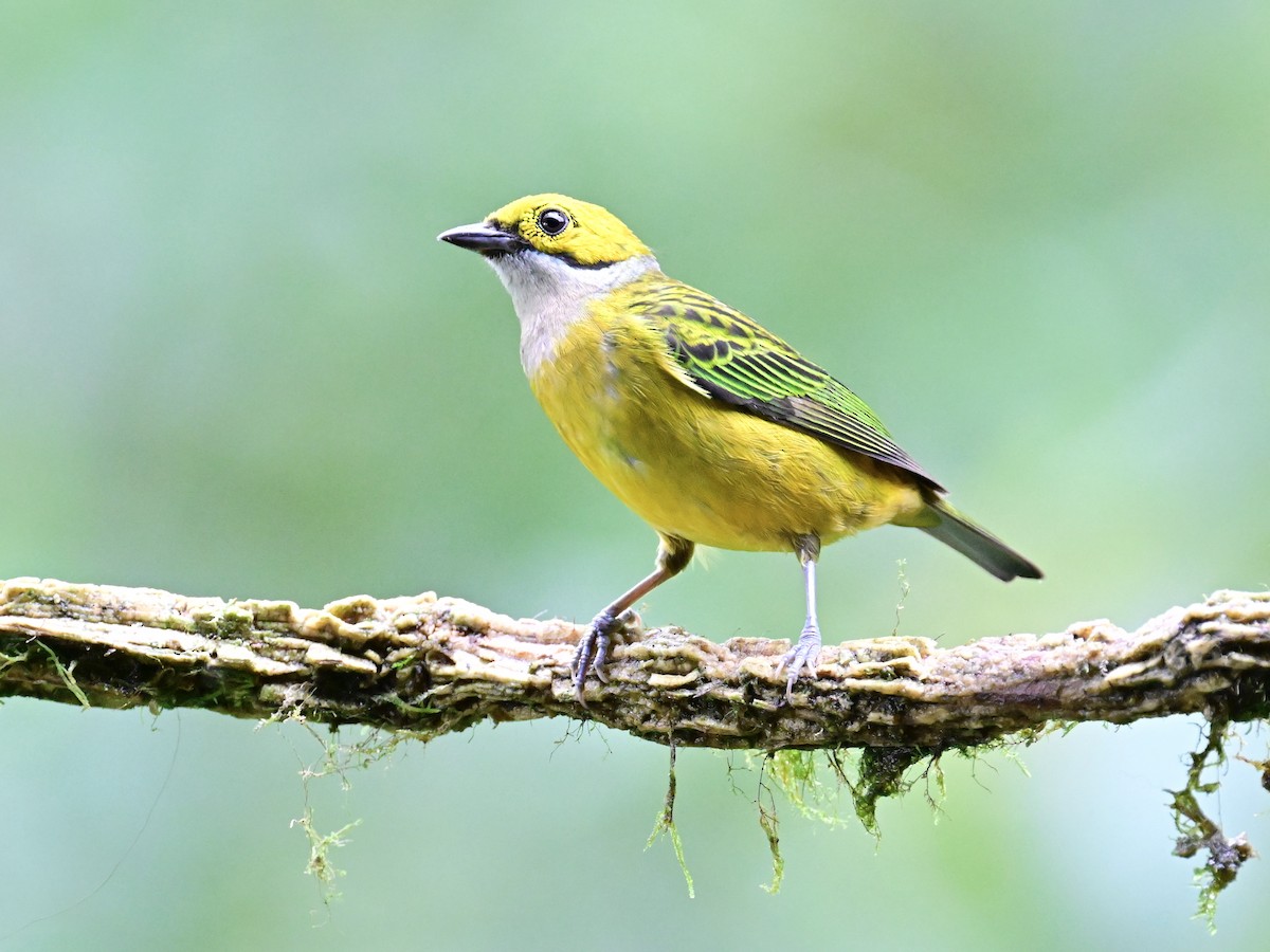 Silver-throated Tanager - ML619605899