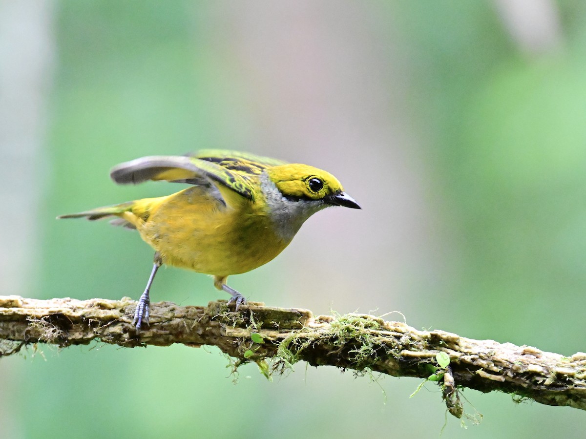 Silver-throated Tanager - ML619605900