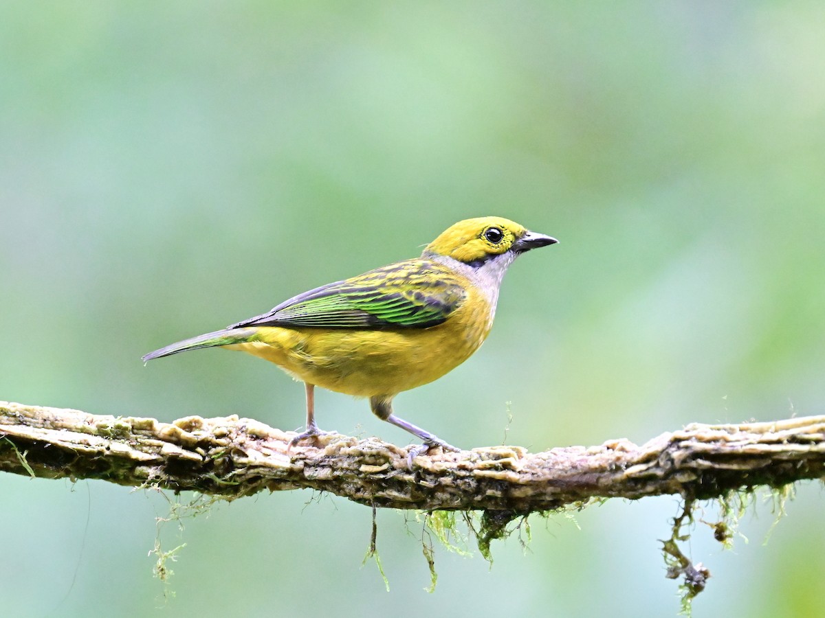 Silver-throated Tanager - ML619605901