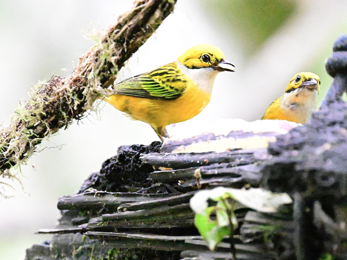 Silver-throated Tanager - ML619605902