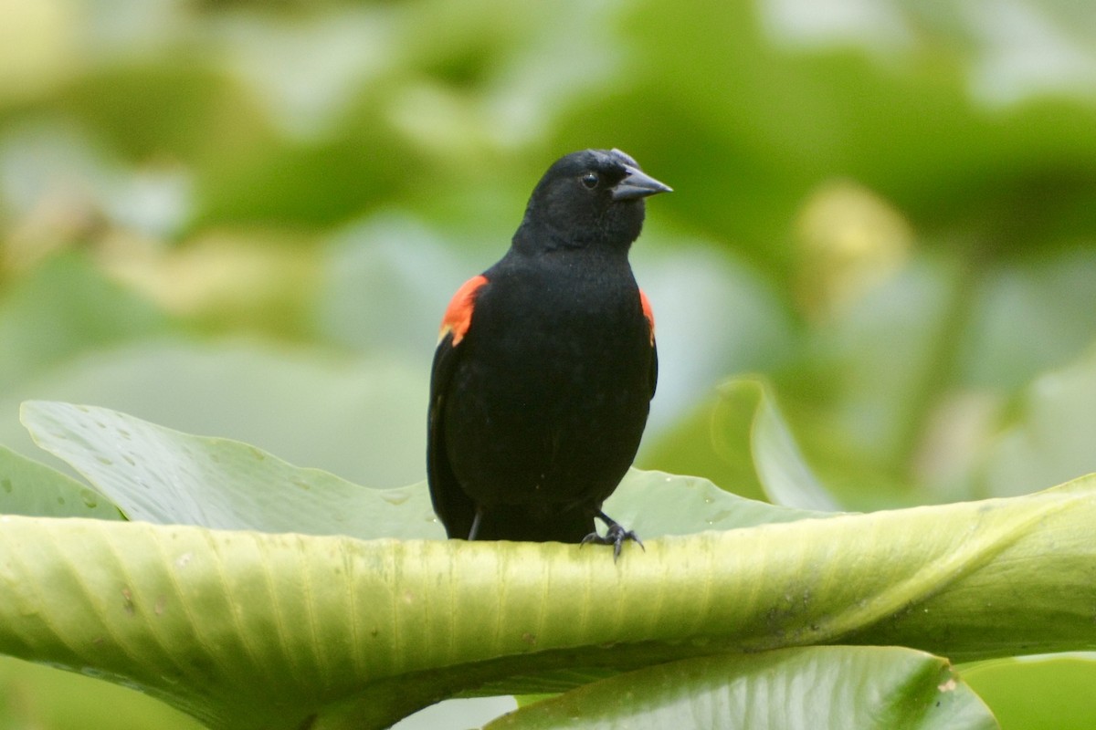 Red-winged Blackbird - lise owens