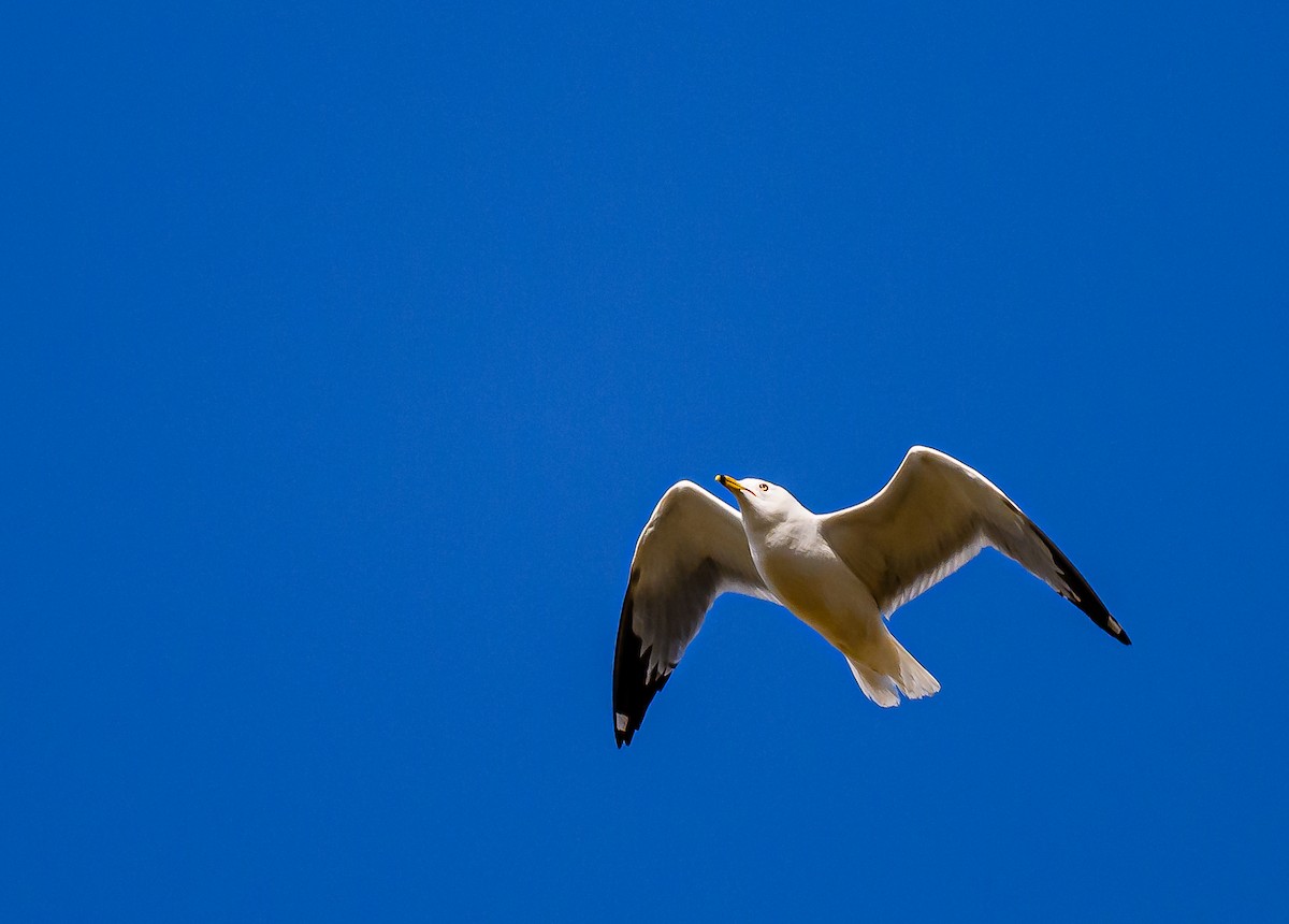 Ring-billed Gull - ML619605905