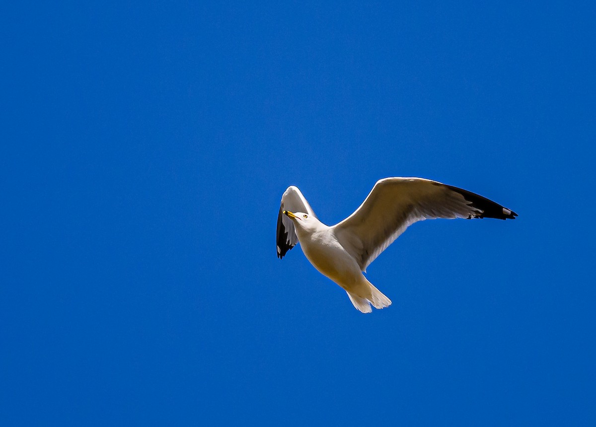 Ring-billed Gull - Ken Miracle