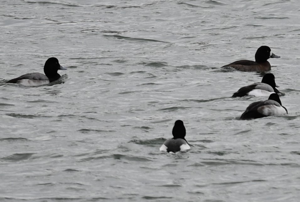 Lesser Scaup - Nicolle and H-Boon Lee