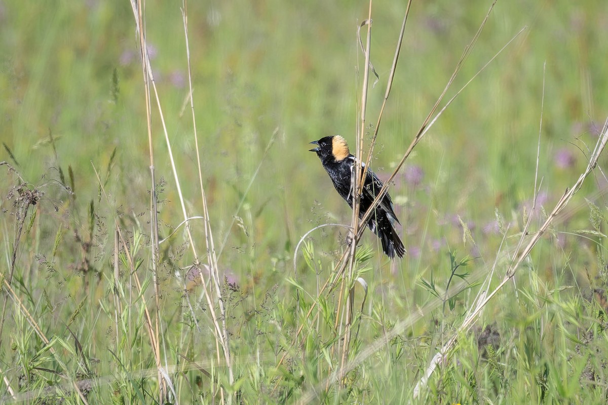 Bobolink - Dominic Ricci