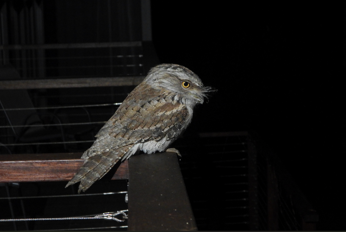 Tawny Frogmouth - Alfred McLachlan-Karr