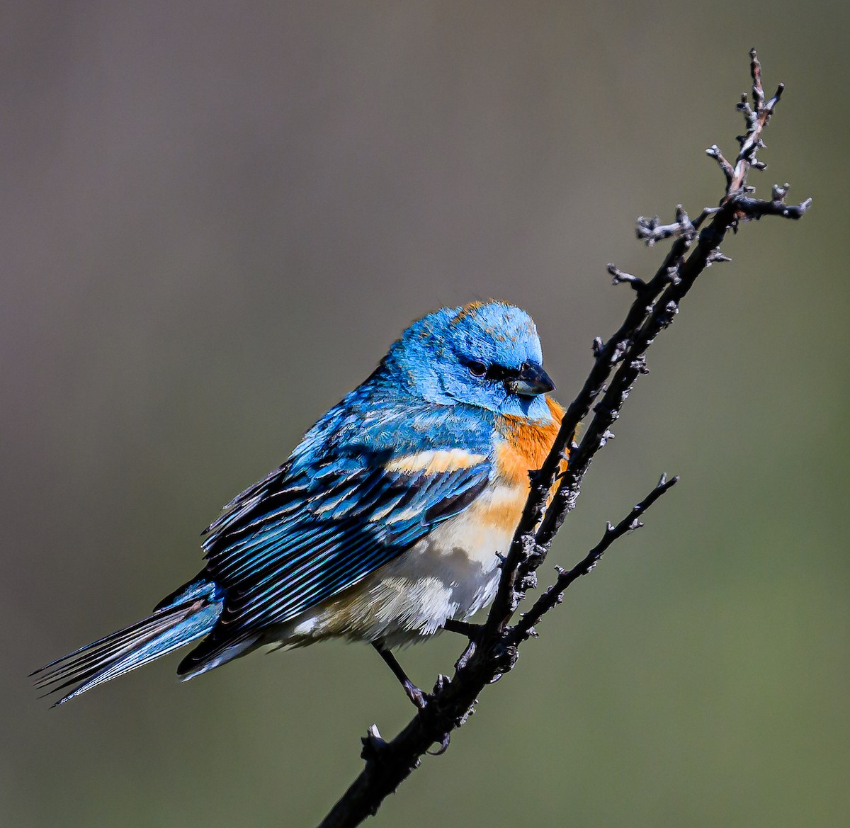 Lazuli Bunting - Ken Miracle