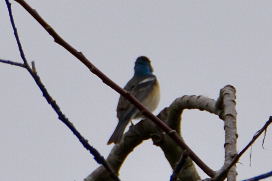 Lazuli Bunting - lise owens