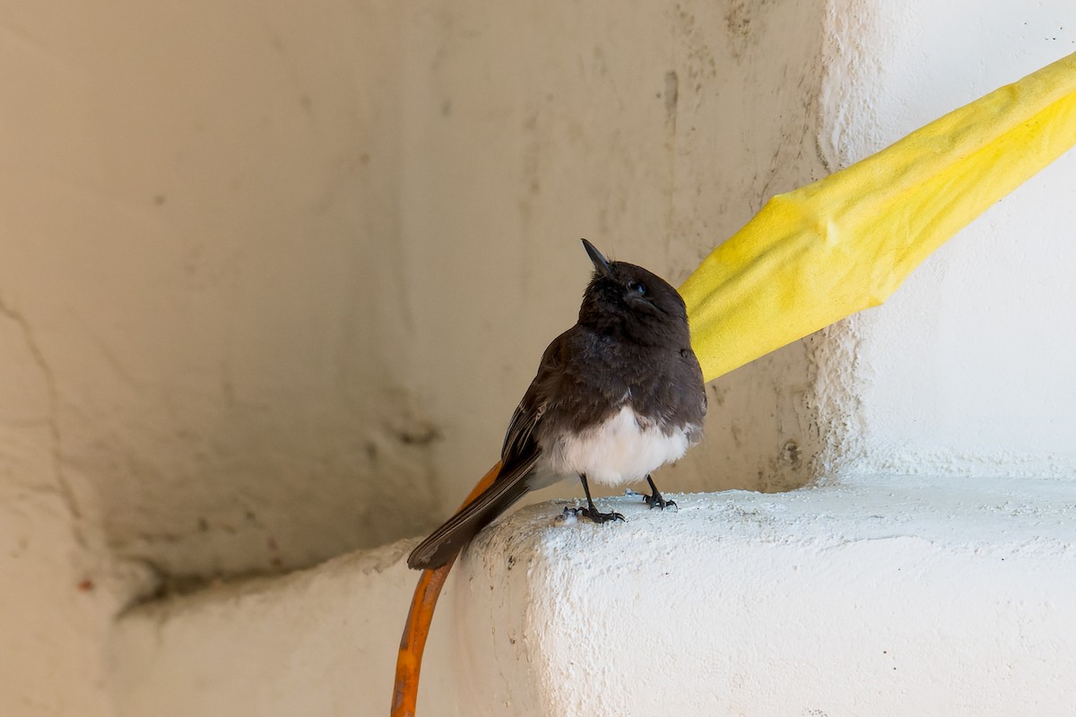 Black Phoebe - Ruslan Balagansky